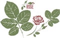 Red Rose silhouette in color drawing vector illustration