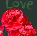 Red rose simbol of love