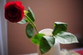 Red rose Royalty Free Stock Photo