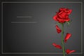 Red rose single flower on dark gray background vector template Royalty Free Stock Photo