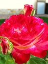 Red rose with small rain drops