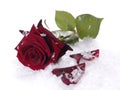 Red rose on the snow Royalty Free Stock Photo