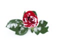 Red Rose in snow Royalty Free Stock Photo