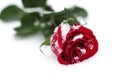 Red Rose in snow