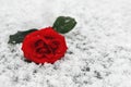 Red rose in the snow Royalty Free Stock Photo