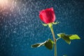 Red rose on snow background Royalty Free Stock Photo