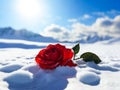 red rose, snow, blue sky, sun, white, hill, ai generated Royalty Free Stock Photo