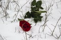 A red rose in the snow with the branches. Background. A winter day. Love. Romantic in the cloudy day. A rose with the green leaves