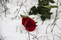 A red rose in the snow with the branches. Background. A winter day. Love. Romantic in the cloudy day. A rose with the green leaves