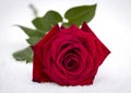 Red Rose In Snow Royalty Free Stock Photo