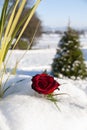 Red rose in snow at Christmas time. Royalty Free Stock Photo