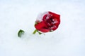 Red Rose in the Snow Royalty Free Stock Photo