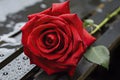 red rose on the snow red rose with droplets red rose with drops Royalty Free Stock Photo