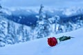 Red rose in snow. In a memory of the loved one.