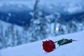 Red rose in snow. In a memory of the loved ones.