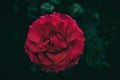 Red rose with spiderweb and rain droplets