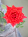 Red rose in the spring garden. Splendid and romantic flower Royalty Free Stock Photo