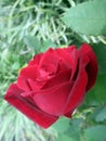 Red rose in the spring garden. Splendid and romantic flower Royalty Free Stock Photo