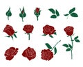 Red Rose Stages and Elements Vector Set Royalty Free Stock Photo