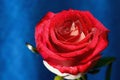 Red Rose on a stem