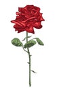 Red rose with stem, leaves and thornes isolated on the white background. Vector illustration