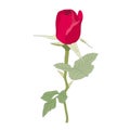 Red rose on stem, unopened bud, green leaves Royalty Free Stock Photo