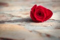 Red rose on stone ground