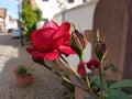 Red Rose Streets of Germany Royalty Free Stock Photo