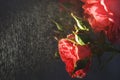 Red rose with strong contrast and water drops on a black background