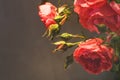 Red rose with strong contrast and water drops on a black background