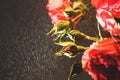 Red rose with strong contrast and water drops on a black background