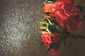 Red rose with strong contrast and water drops on a black background