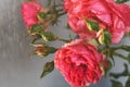 Red rose with strong contrast and water drops on a gray background