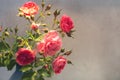 Red rose with strong contrast and water drops on a gray background. bouquet of flowers in a vase