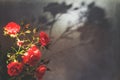 Red rose with strong contrast and water drops on a gray background. bouquet of flowers in a vase