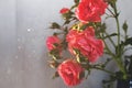 Red rose with strong contrast and water drops on a gray background. bouquet of flowers in a vase