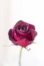 Red rose Royalty Free Stock Photo