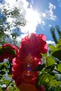 Red rose in the sun against a background of blue sky and white clouds. Blooming rose Bush in the garden Royalty Free Stock Photo