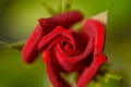 Red rose in the sunlight. Beautiful red flower summer day. Royalty Free Stock Photo