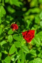 Red rose in the sunlight. Flowering rose close-up. Festive rose in the garden. Royalty Free Stock Photo