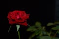 Red Rose symbol of True Love