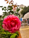 A red rose in SÃÂ£oPaulo City - Brasil Royalty Free Stock Photo