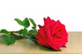 Red rose on the table surface on a white background. Royalty Free Stock Photo