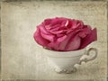 Red rose Royalty Free Stock Photo