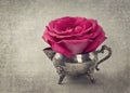 Red rose Royalty Free Stock Photo