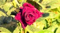 Red Rose and tear drops from the heart Royalty Free Stock Photo