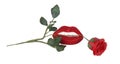 Red rose between teeth and lips Royalty Free Stock Photo