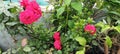 Red Rose terrace Gardening