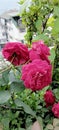 Red Rose terrace Gardening
