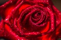 Red rose texture close up background Royalty Free Stock Photo